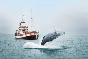 Whale Watching- Iceland
